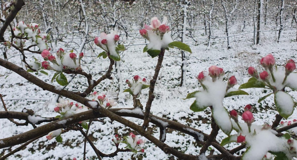 SVE JE PROPALO ZA JEDNU NOĆ: Mraz uništio voćnjake po cijeloj Hrvatskoj