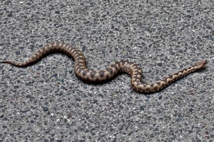 VIDEO Pogledajte kako se Hercegovac 'obračunao' s otrovnom zmijom