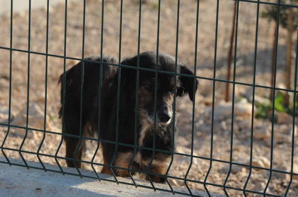 Dva mučna slučaja u Slavoniji: tip je pse zavezao za traktor i vukao, drugi je svog umlatio do smrti
