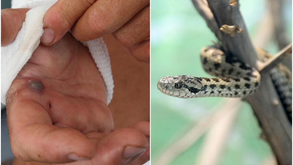 Poskoci 'operiraju' ranije nego ikad: Opasni za stoku, ali i nas