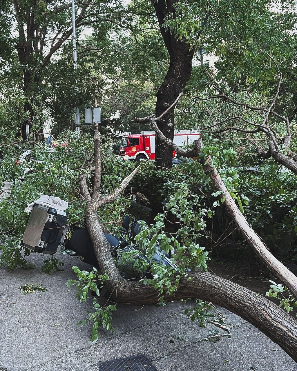 Kaos na obali: Jaka bura ruši stabla i oštećuje vozila, jedna osoba ozlijeđena