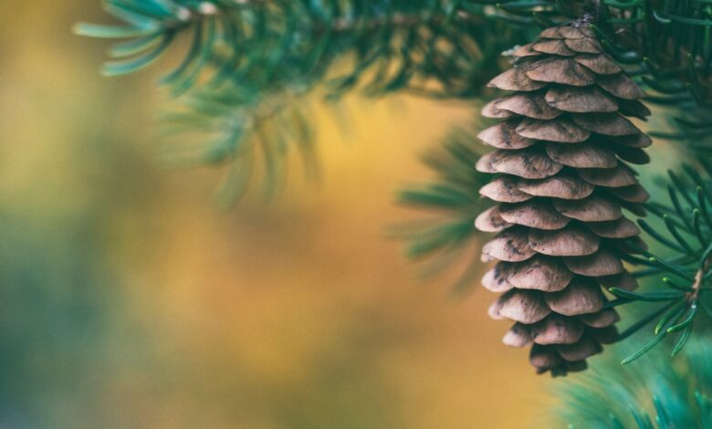 Proljetni Božić u Hrvatskoj: Bijeli san zamijenjen toplim valom zraka