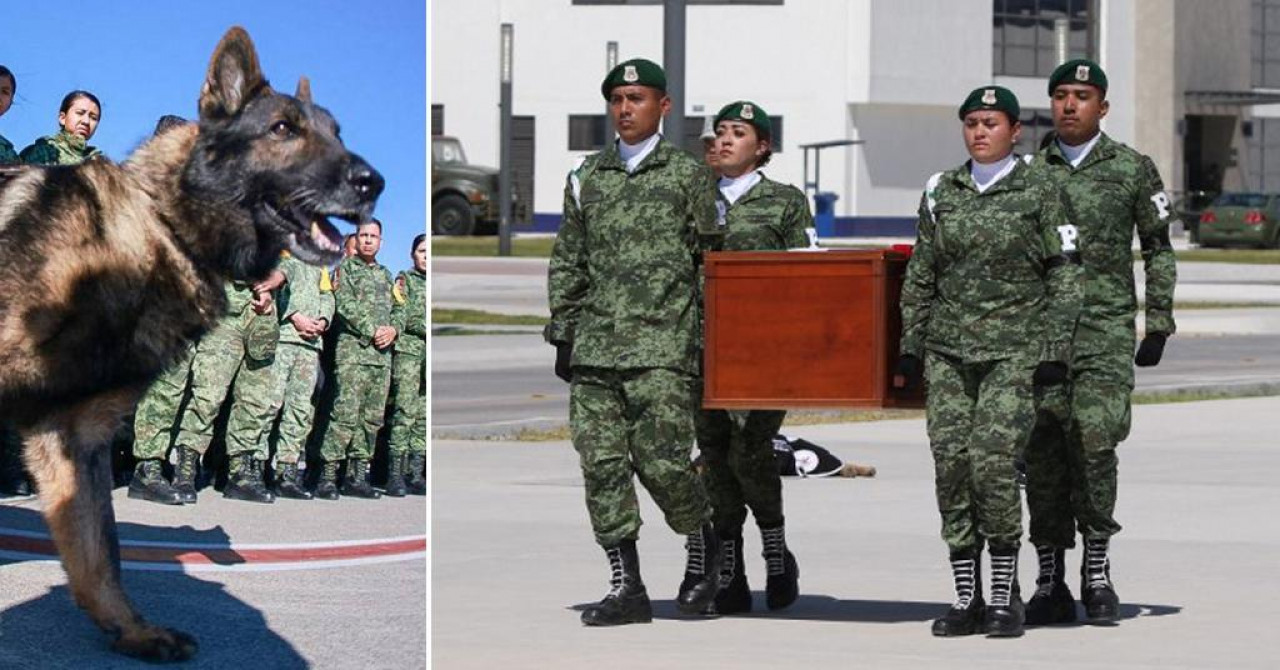 ZBOGOM, JUNAČE! Omiljeni potražni pas Proteo, koji je poginuo nakon spašavanja u Turskoj, sahranjen uz počasti: ‘Ispunio si misiju‘