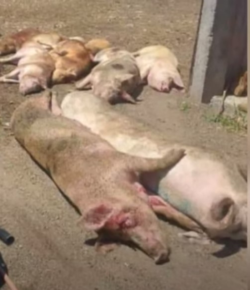 Zašto moramo usmrćivati tolike svinje? Posljedice opake bolesti toliko su užasne da nema drugog načina