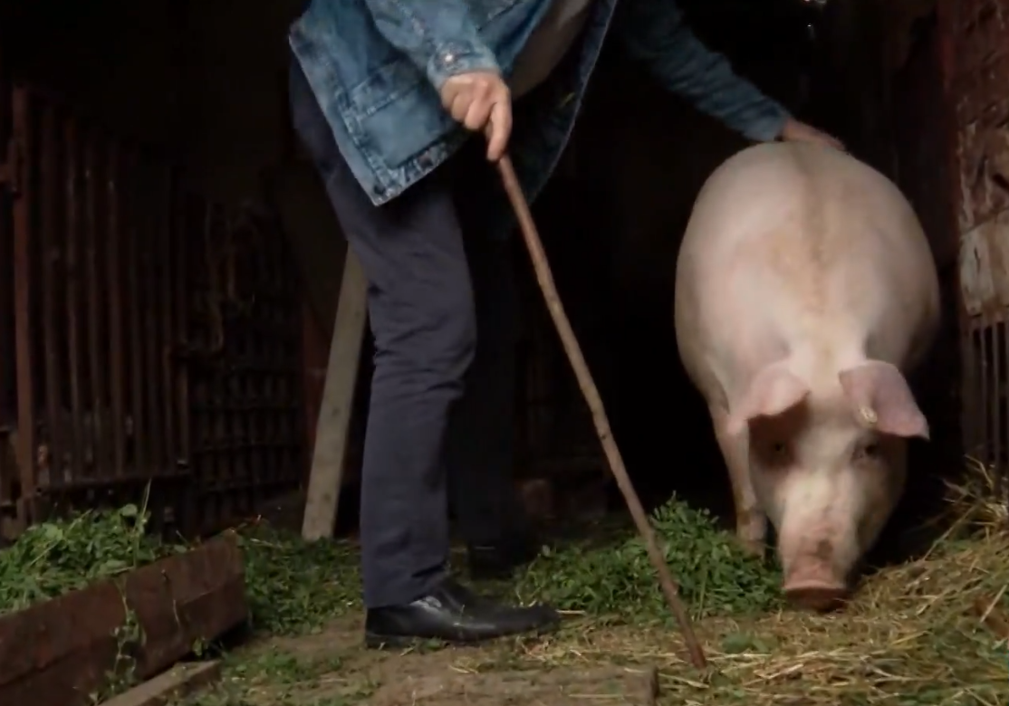 Vratila se afrička svinjska kuga, iz Ministarstva objavili gdje je otkriven novi slučaj