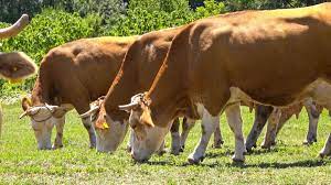 DZS objavio porazne rezultate Plenkovićeve politike: Pogledajte koliko nam je pala proizvodnja mlijeka, sira, vrhnja…