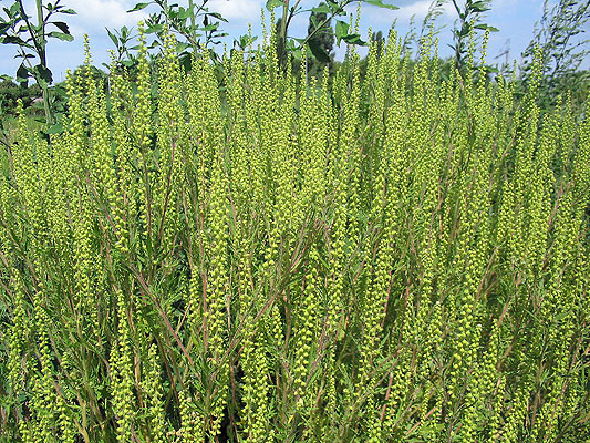 Život s alergijama: Ovih dana je bitno pomno pratiti alergijski semafor
