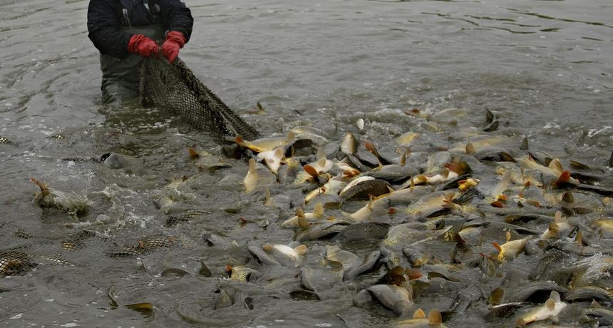 SLAVONIJA OPET NA UDARU: Virusna bolest šarana potvrđena u Đakovštini: zatvorena jezera Mlinac i Jošava