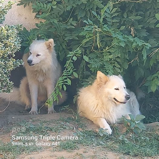 VLASNICI I LJUBITELJI PASA NA NOGAMA! Ministarstvo želi na popis OPASNIH PASMINA staviti čak 30 njih!