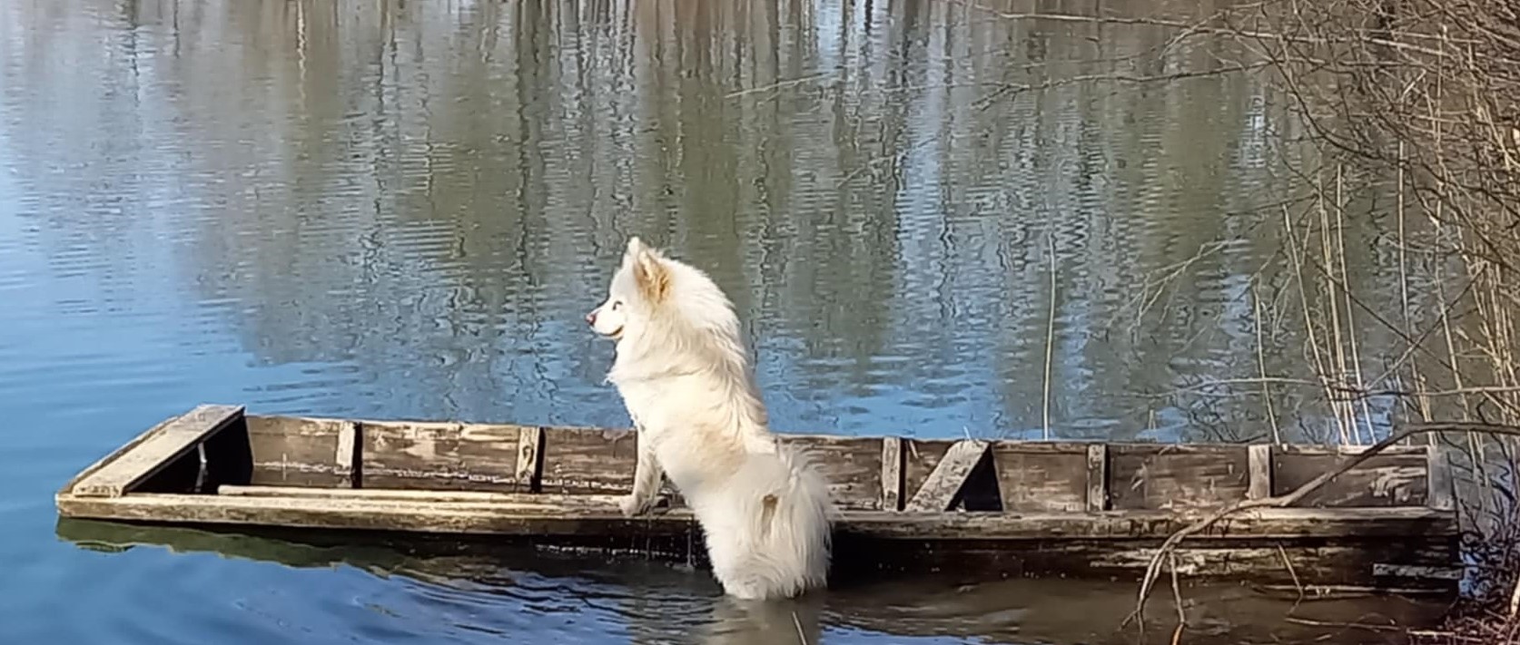 NAJBOLJI PRIJATELJI Nova studija dokazuje da kućni ljubimci ljudima povećavaju zadovoljstvo životom