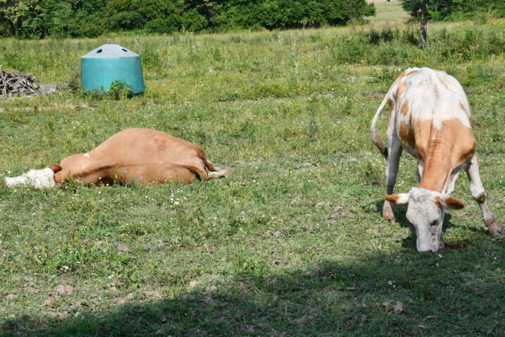 Novi slučajevi bedrenice u Dalmaciji. Od ponedjeljka uspostava “bedreničkog distrikta”