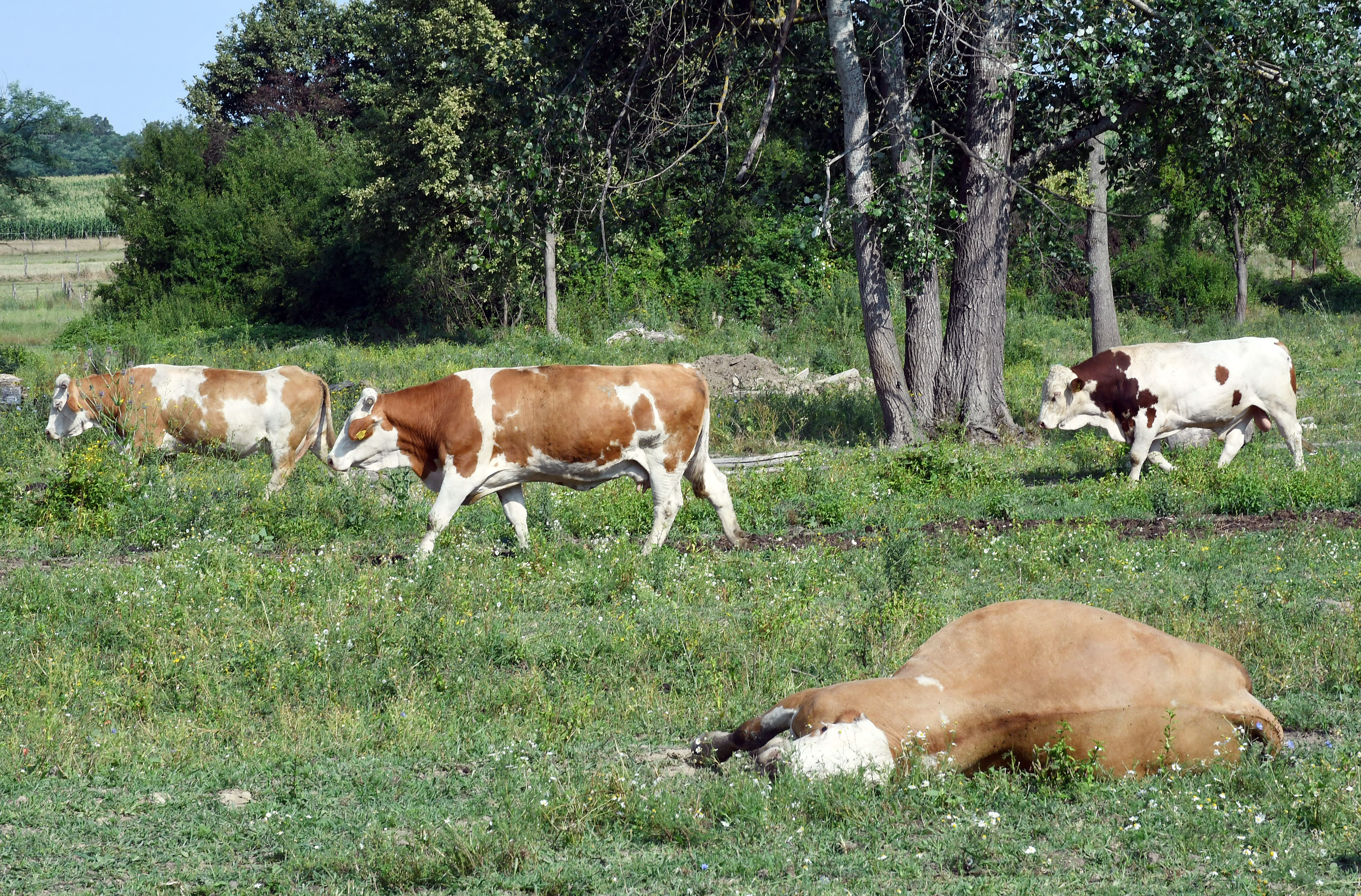 Ova mjesta u Hrvatskoj proglašena su bedreničkim distriktima