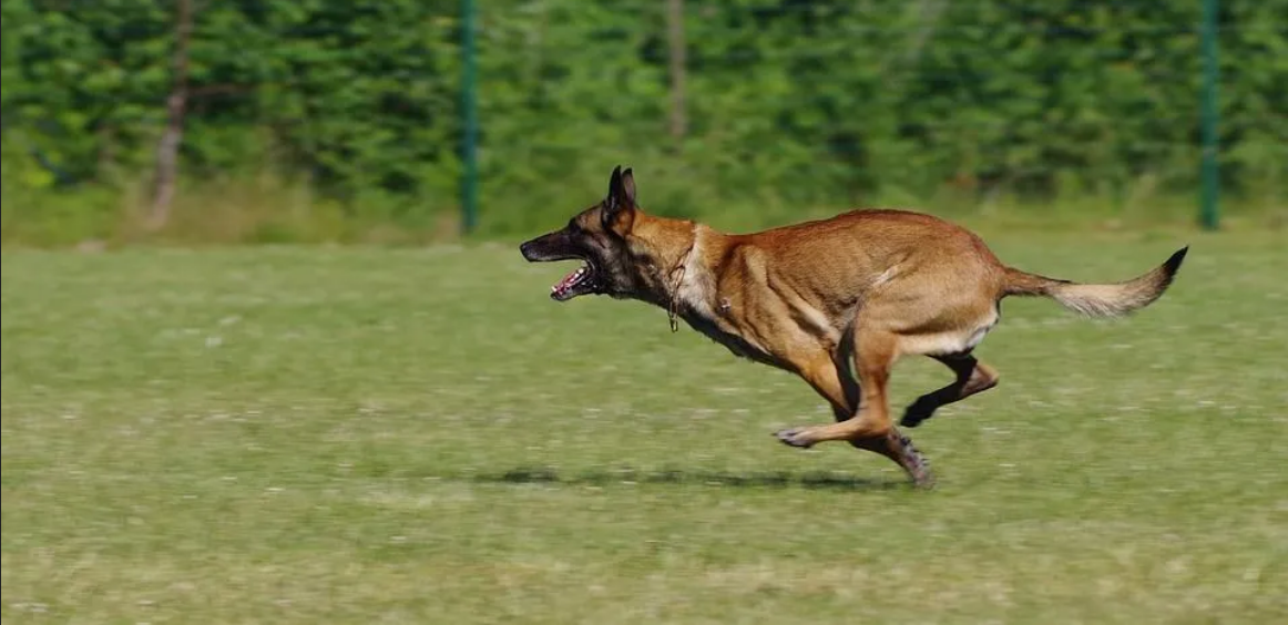 PAS U MAKSIMIRU IZGRIZAO TROGODIŠNJAKINJU: “Udarali smo ga nogama, majka mu je pokušavala otvoriti čeljust”