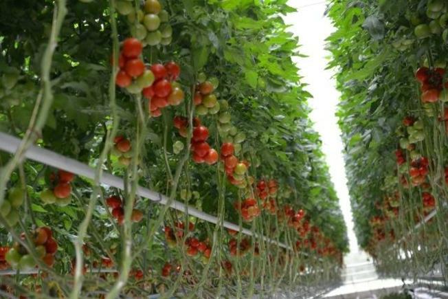 TKO ĆE BITI NOVI VLASNIK? Za Belje, Vupik i PIK Vinkovci ponudu poslali Podravka i konzorcij Žito-Osatina?