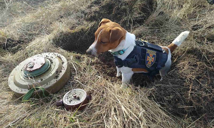 Zvijezda obrane Ukrajine: Pas Patron sinoć je s interventnim timom uništio 262 eksplozivne naprave