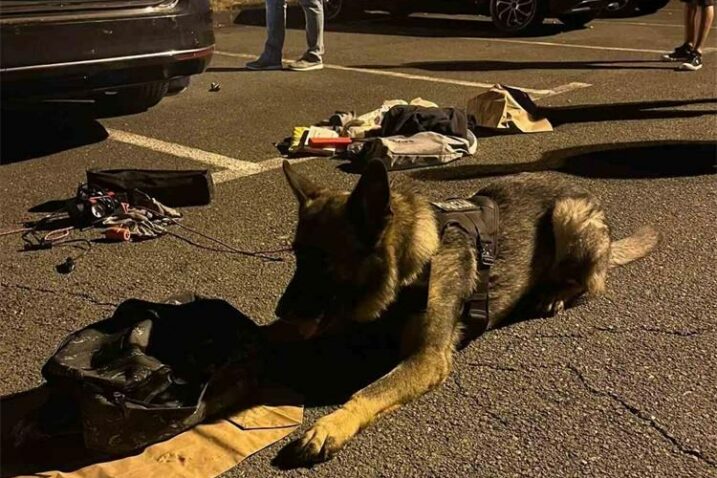 POLICIJSKI PAS U AKCIJI Ozbiljnom dileru na Čavlima “presudio” četveronožni riječki policajac. Nanjušio mu više od 5 kilograma kokaina