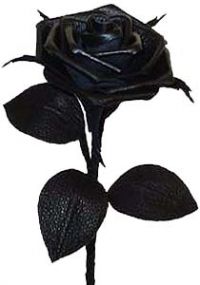 ŽENE, MAJKE, RATNICE: Nives Brajković - Ruže u pijesku