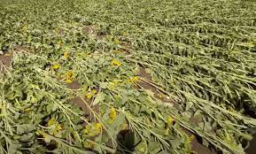 VAPAJ IZ SLAVONIJE: Molim share da OVAJ VAPAJ dođe do medija!