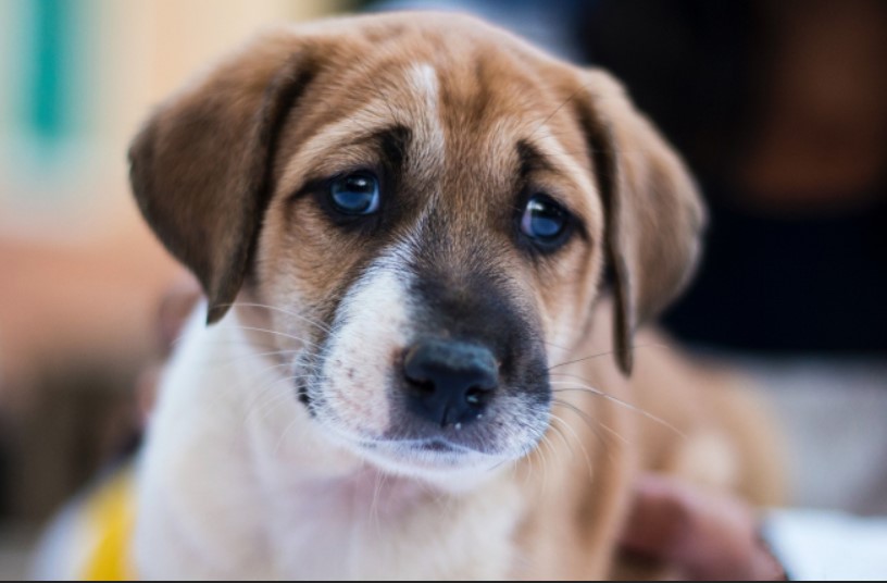VAŽNO UPOZORENJE ZAGREPČANIMA: Pazite gdje šećete svoje pse, neki namjerno ostavljaju kobasice s čavlima!