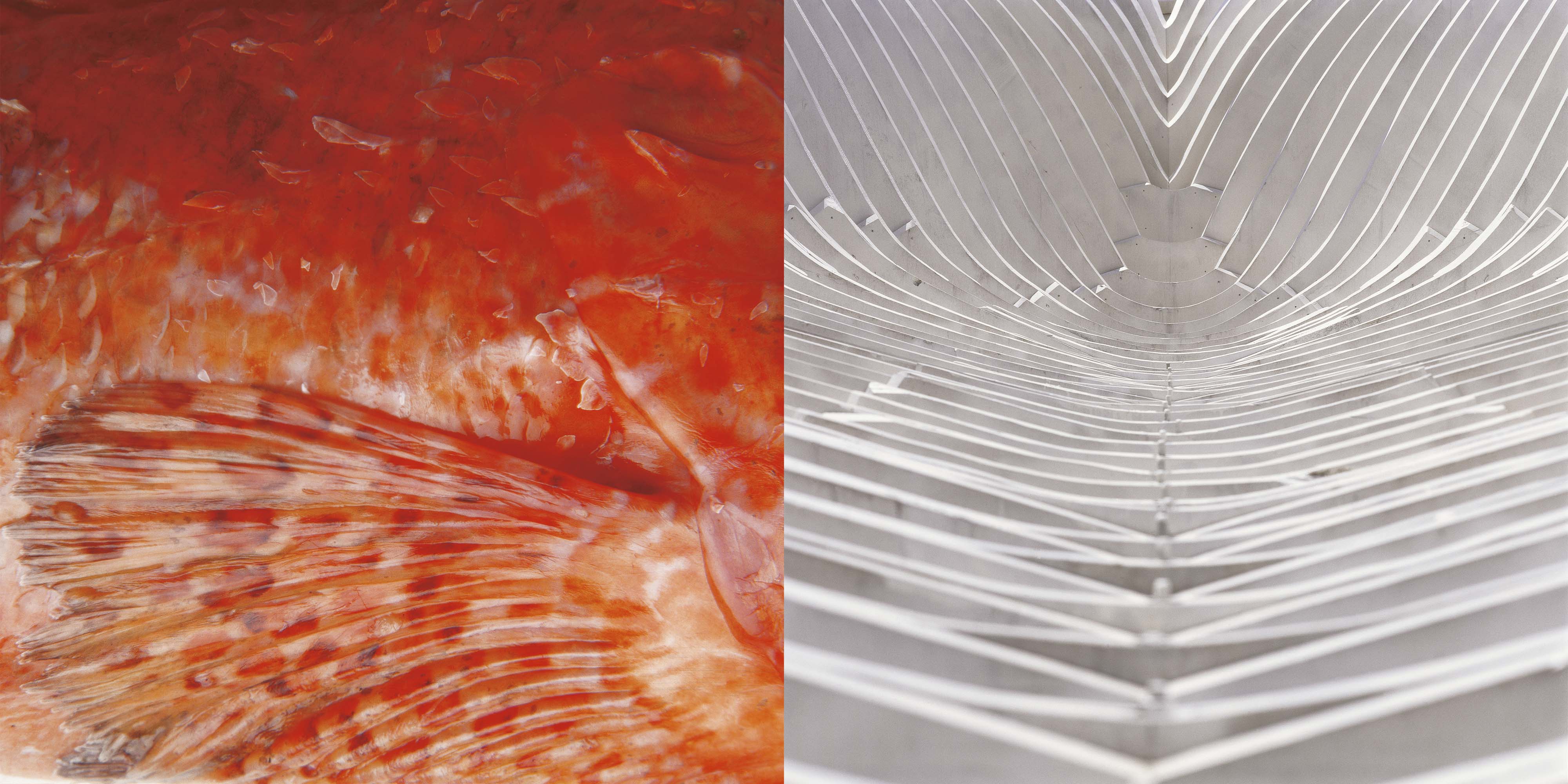 Poziv na otvorenje izložbe: Deliciously Croatia, Damir Fabijanić