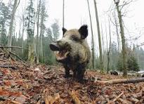 Odstrel divljih svinja u Kopačkom ritu zbog afričke svinjske kuge