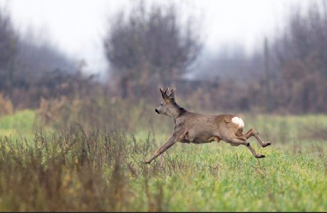 Naletjeli ste automobilom na divljač? Od sada će se konačno moći namiriti te nastale štete!