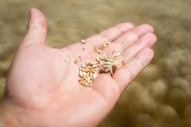 Njiva žuljevitih ruku