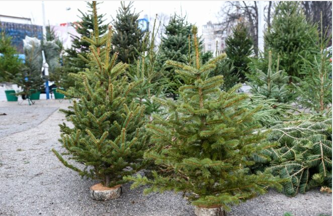 DOMAĆI PROIZVOĐAČI NA KOLJENIMA: Drvca su nekad izvozili, a sada im posao pati zbog uvezene robe iz Europe!