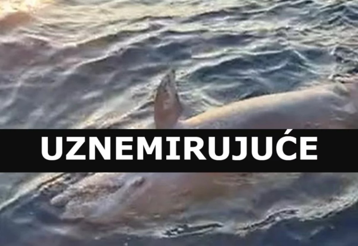 UŽAS KOD ŠOLTE Netko je ispalio dva metka u dupina? Uginuo je