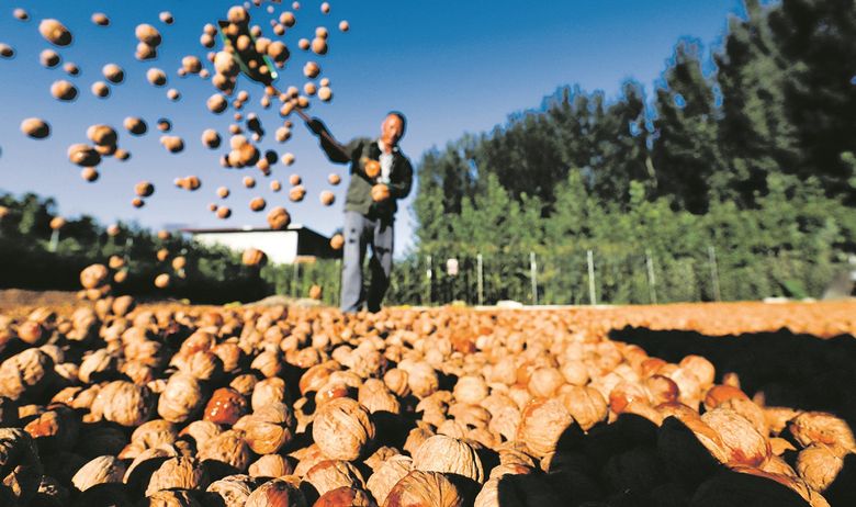 ŠTO SU ZAPRAVO U HRVATSKOJ OTKRILI INSPEKTORI IZ BRUXELLESA Poticaji udvostručili površine nasada, a prepolovili urod?!