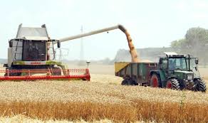 Slavonci okreću leđa pšenici, prigrlili novu kulturu: ‘Par godina prije ovo je bilo nezamislivo’