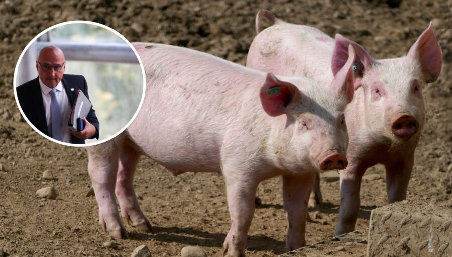 Dobar posao ministra Grlića-Radmana: “Narodu pobijene svinje, a on puni ionako prepune džepove”