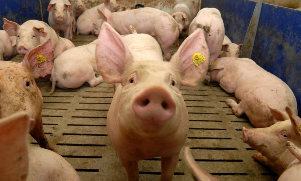 Afrička svinjska kuga potvrđena u 53 objekta