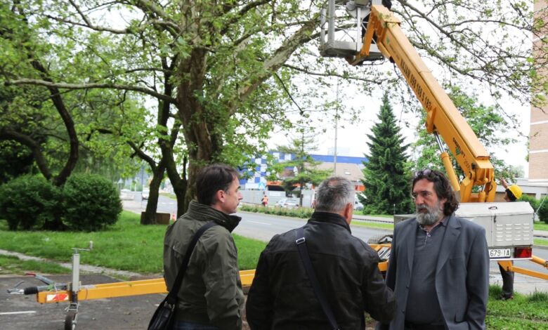 Na Banfici skidali gnijezda ptica: Nastavlja se akcija rješavanja vrana u Varaždinu