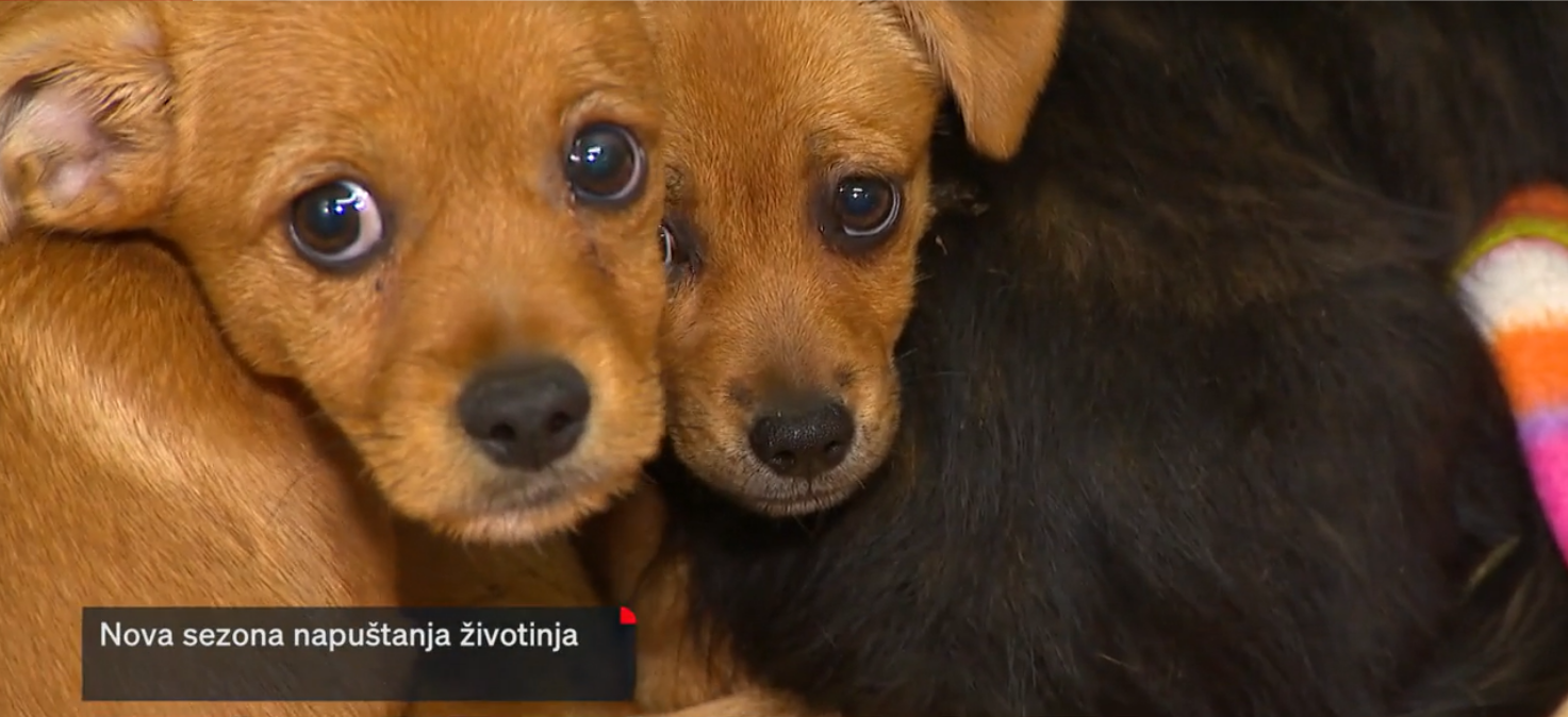 Razapeti između odmora i odgovornosti: Rastući problem napuštanja kućnih ljubimaca tijekom godišnjih odmora