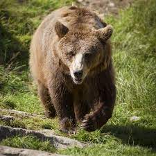 Vozači, oprez! Medvjed uočen na autocesti A6 kod Delnica