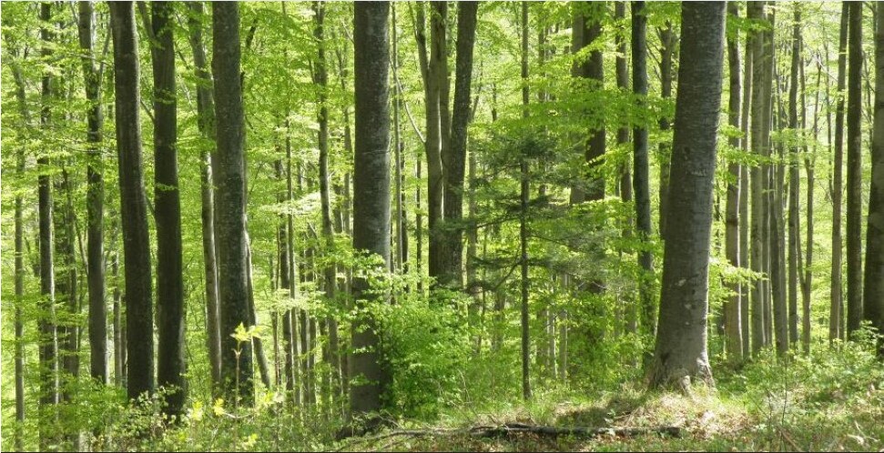 ZAJEDNIČKO PRIOPĆENJE REAGIRANJE NA NAPADE ZELENIH AKTIVISTA Šumarske institucije stale u obranu Hrvatskih šuma