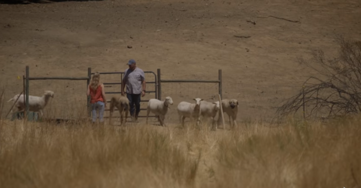 UZNEMIRUJUĆE FOTO: Mladi lovac ubio dva pastirska psa u zaseoku Reljići u općini Kistanje, koji su čuvali stado ovaca, vlasnik ogorčen: “U šoku sam! Lovci nemaju što raditi tako blizu stada”