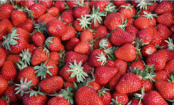 Uhićene tri osobe koje su kod Pitomače ukrale 100 kilograma jagoda