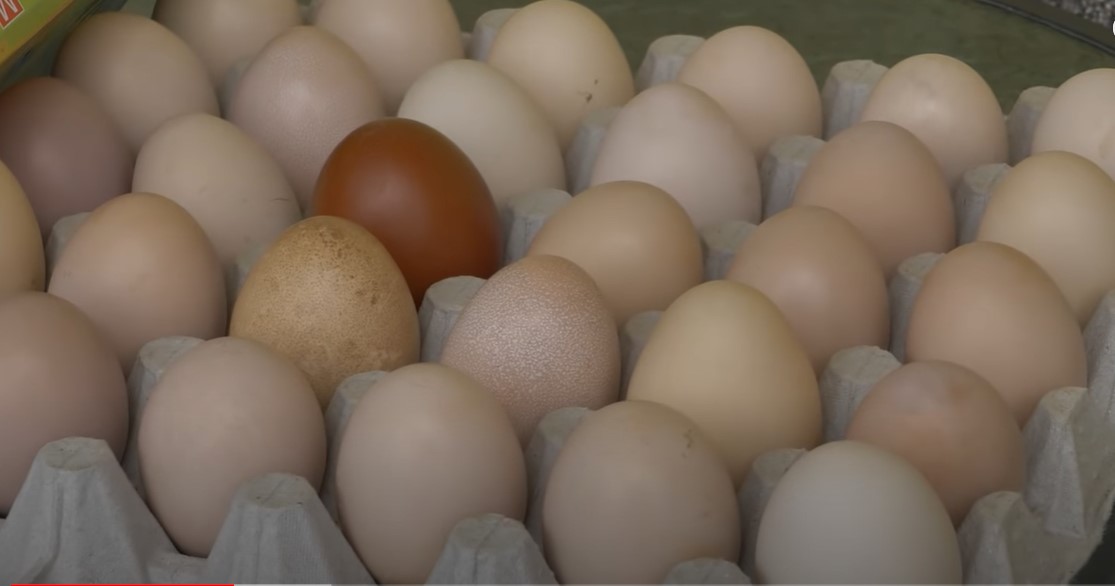 OSTAJEMO LI BEZ HRVATSKIH JAJA? Otkrivena strogo čuvana tajna: ‘Hvale se da smo samodostatni, ovo je prava istina’