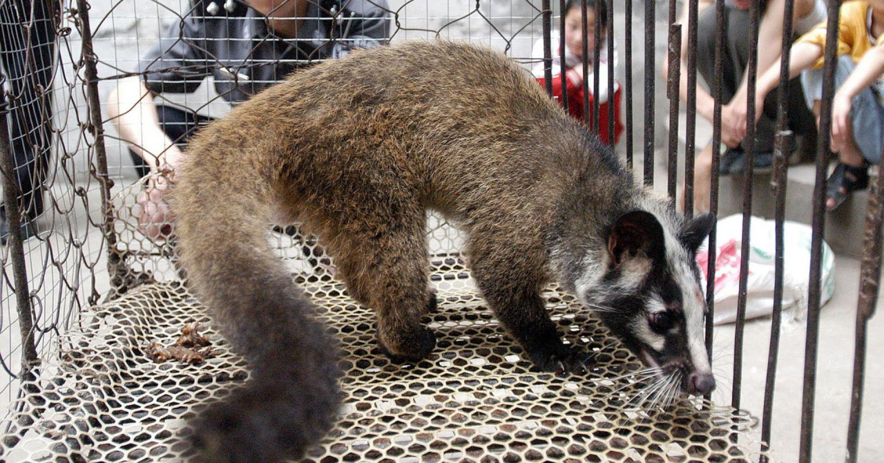 NOVA STUDIJA Virus nije procurio iz laboratorija! Znanstvenici kažu da su konačno otkrili istinu o podrijetlu Covida