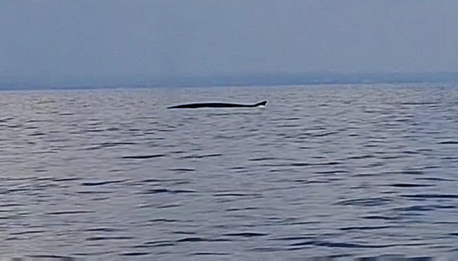 Čudesni susreti u Jadranu: Veliki kitovi kod Novigrada oduševili promatrače
