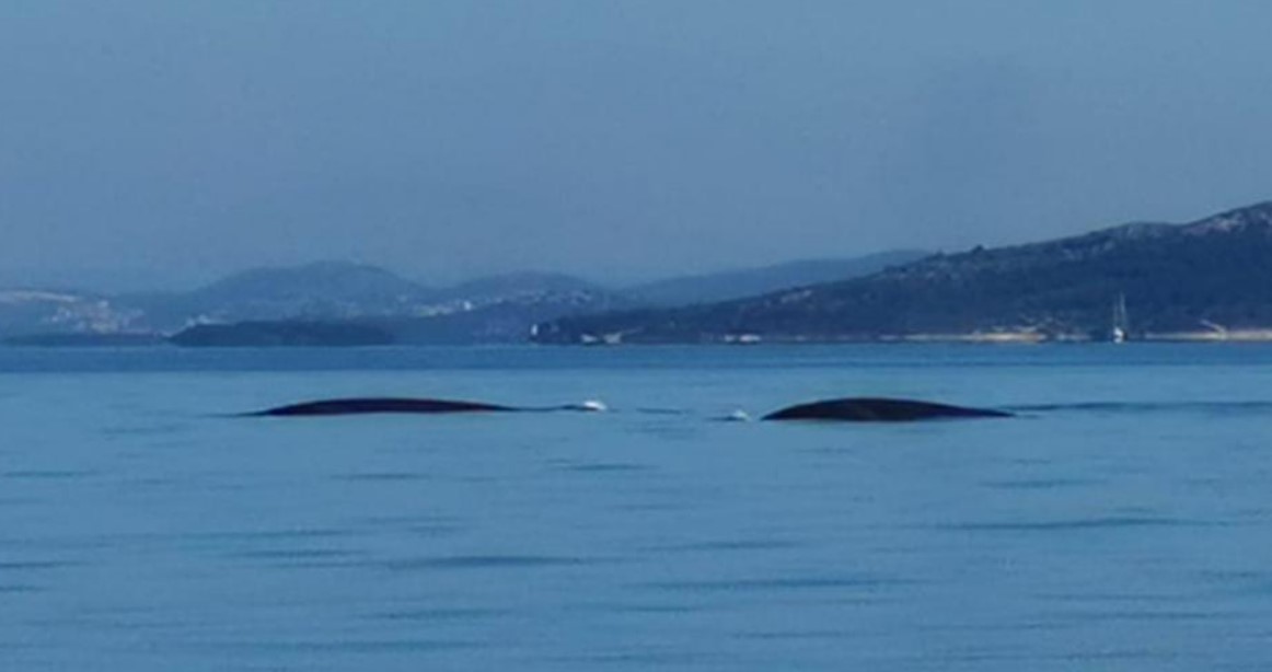 Splićani snimili kitove: 'Nikada ih nisam vidio, divan osjećaj!'  - video