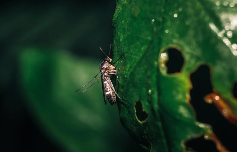 LJETO BEZ UGRIZA Ovo je osam biljaka koje prirodno tjeraju komarce i insekte