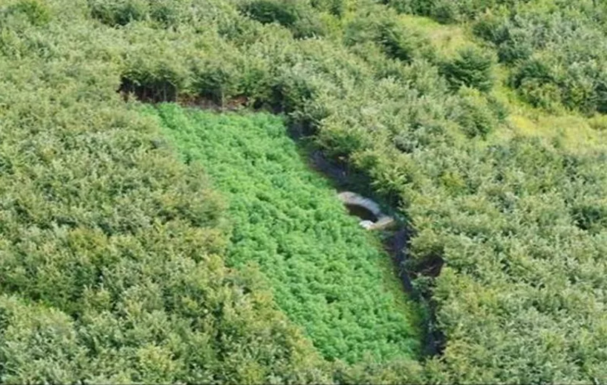 Ovo je skrivena plantaža marihuane koju je policija otkrila kod Đurđevca: zaplijenjeno je 1230 stabiljki, uhićene tri osobe