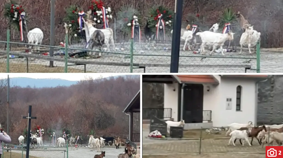 Kod Pakraca koze oštetile spomenik branitelja: 'Srušile su lampione, brstile vijence...'