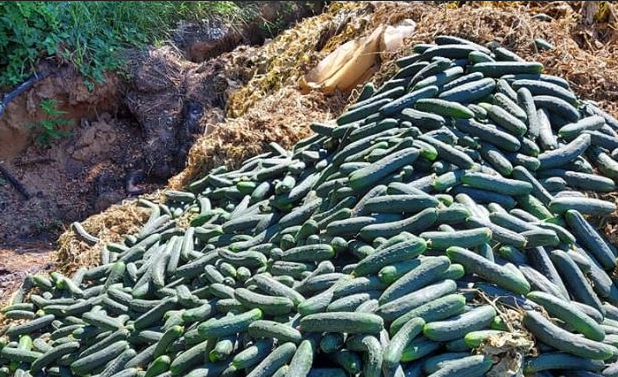 TUŽAN PRIZOR IZ PODRAVINE: Zbog jeftinog uvoznog povrća, domaći proizvođači svježe ubrane krastavce BACILI U OTPAD!