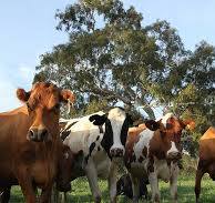 PODACI DZS-A  U Hrvatskoj pala proizvodnja goveda, svinja, ovaca, koza i mlijeka