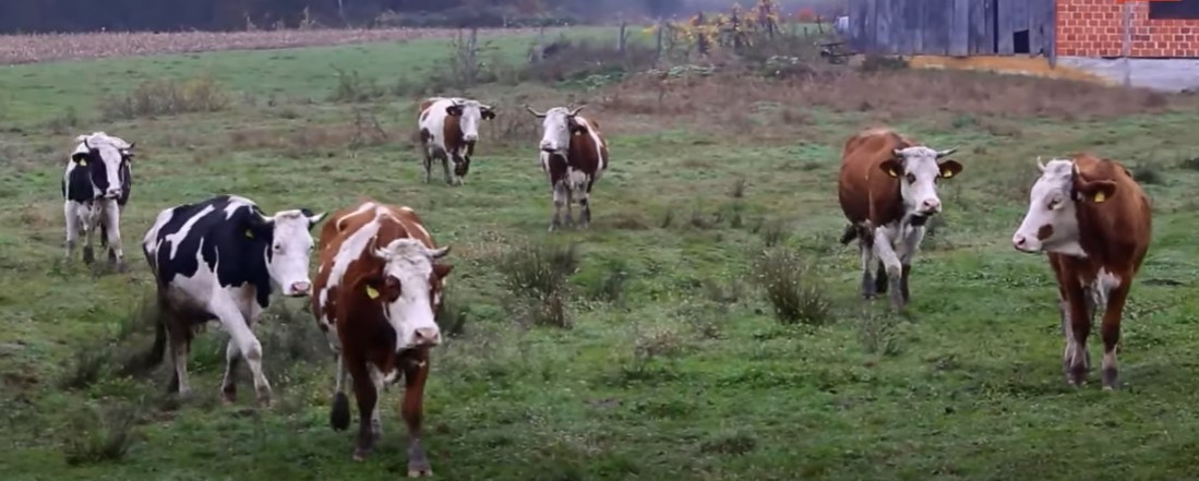 Zbog bedrenice se ograničava kretanje ljudi i vozila PP „Lonjsko polje“