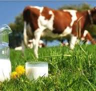 U ZADNJIH 10 GODINA OVE VLADE IZGUBILI SMO 106 400 KRAVA, A SADA TA ISTA VLADA ŽELI POMAGATI MLJEKARSTVU SA 24 MILIJUNA EURA. ŠTO SU RADILI DO SADA?